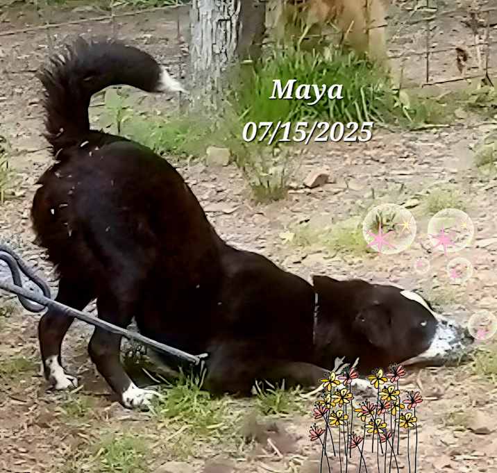 Photo of Maya