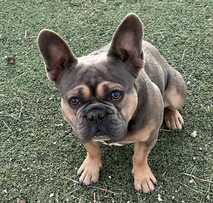 Photo of Mylo