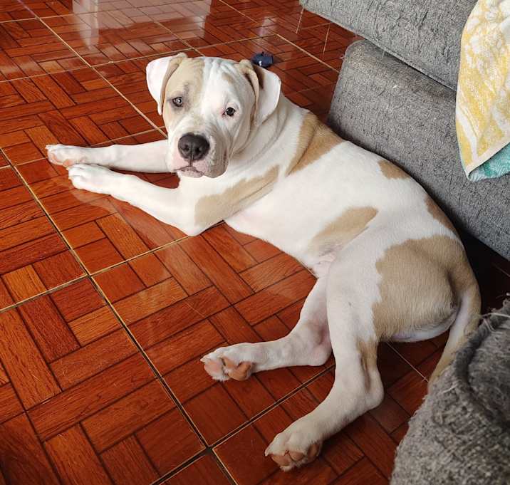 Photo of Athos