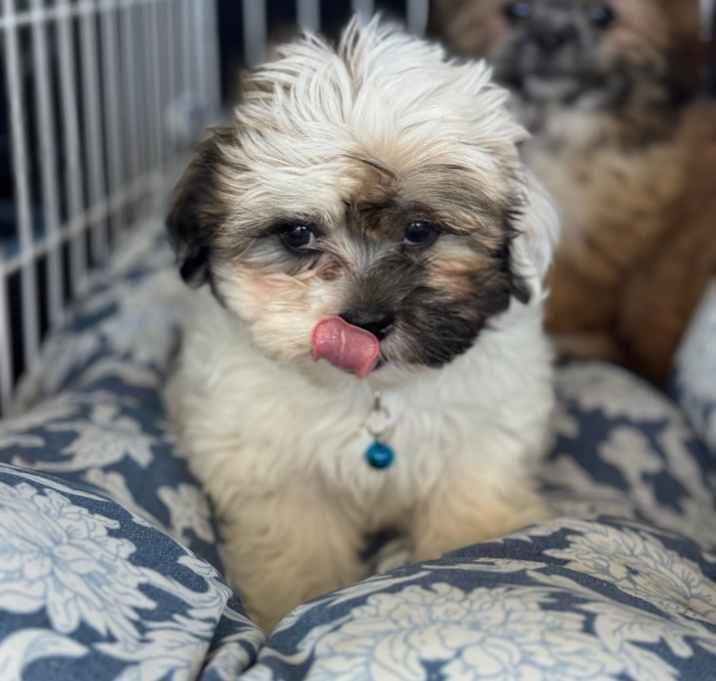 Photo of Kiko