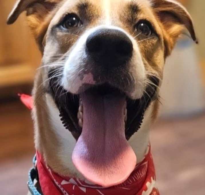 Photo of RUSTY