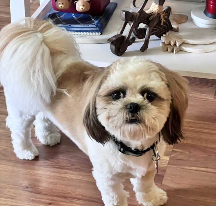 Photo of Teddy