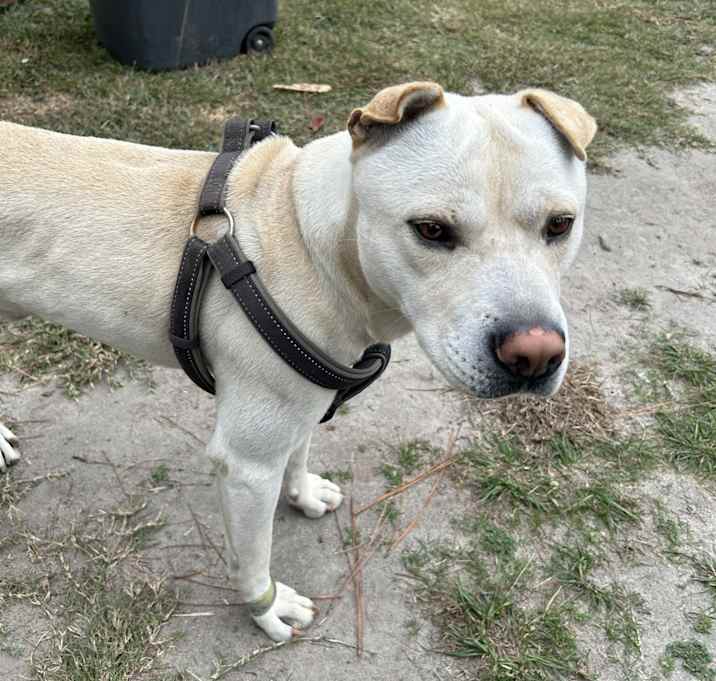 Photo of Echo