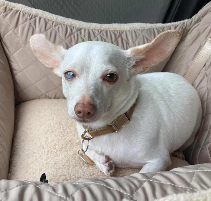 Photo of Milo