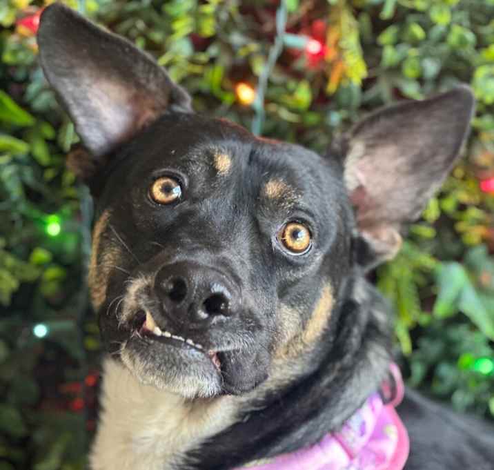 Photo of Luna
