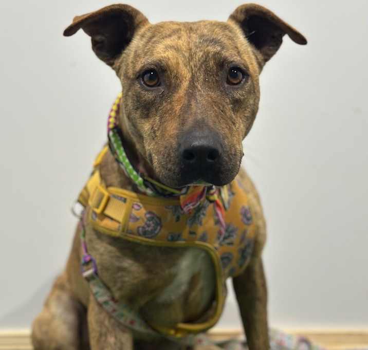 Photo of Maple