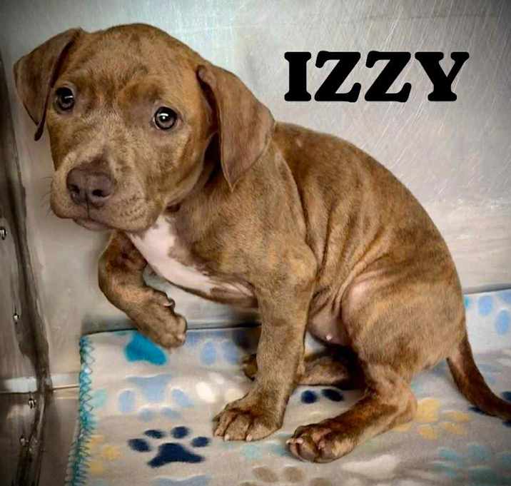 Photo of IZZY/URGENT