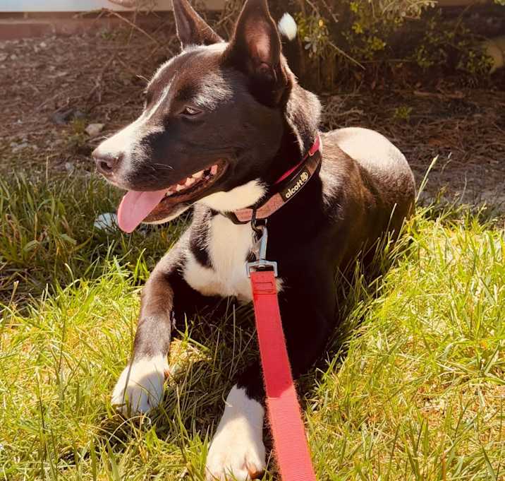 Photo of Princess URGENT HELP 🙏🏻‼️