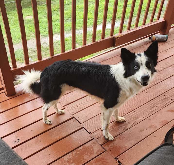 Photo of Bandit