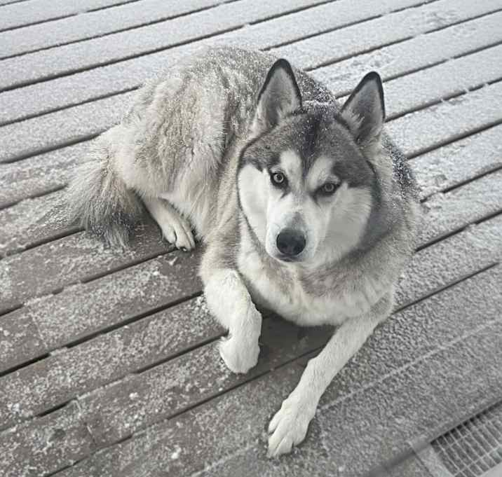 Photo of Boomer