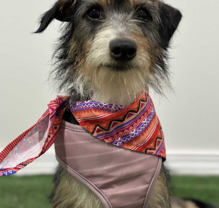 Photo of Pickle