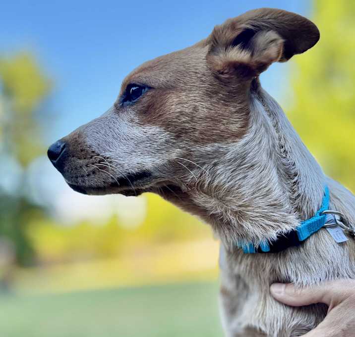 Photo of Dusty