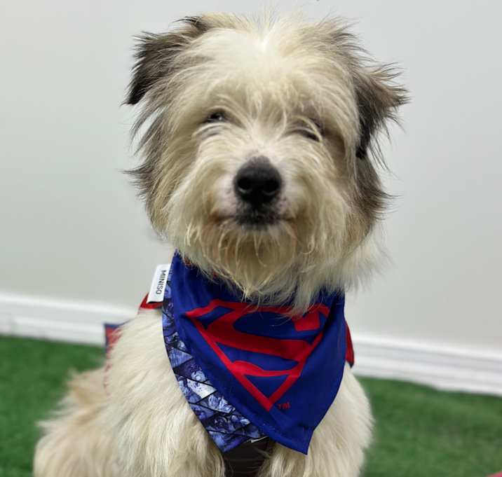 Photo of Krypto