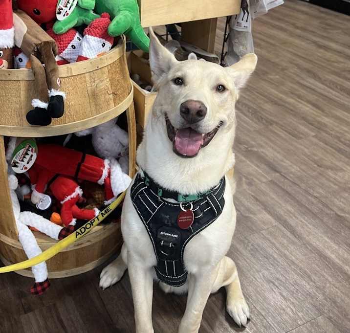 Photo of 25-066 Cody