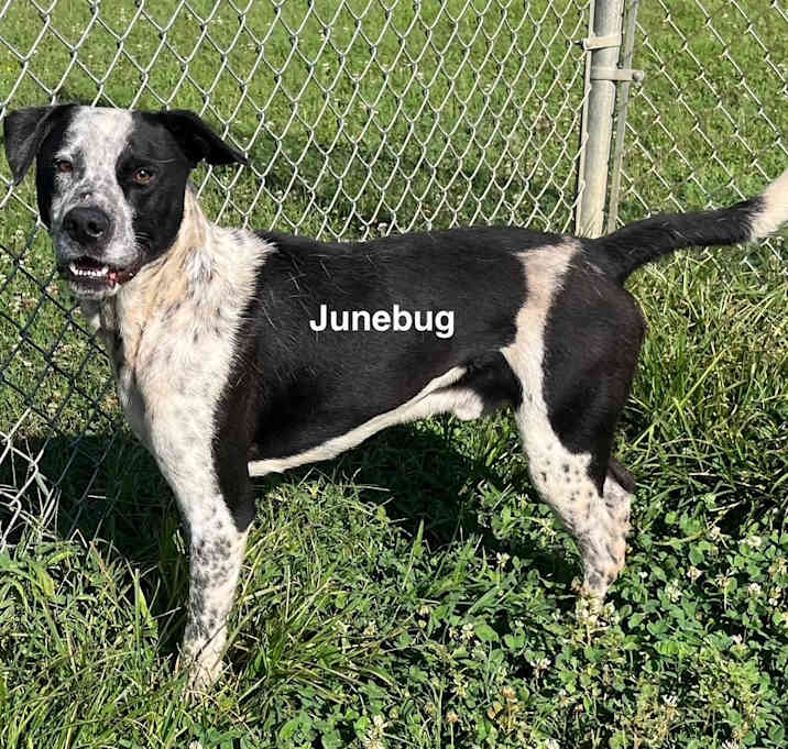 Photo of Junebug