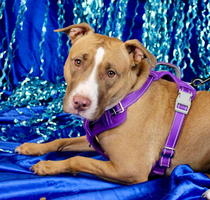 Photo of Brownie