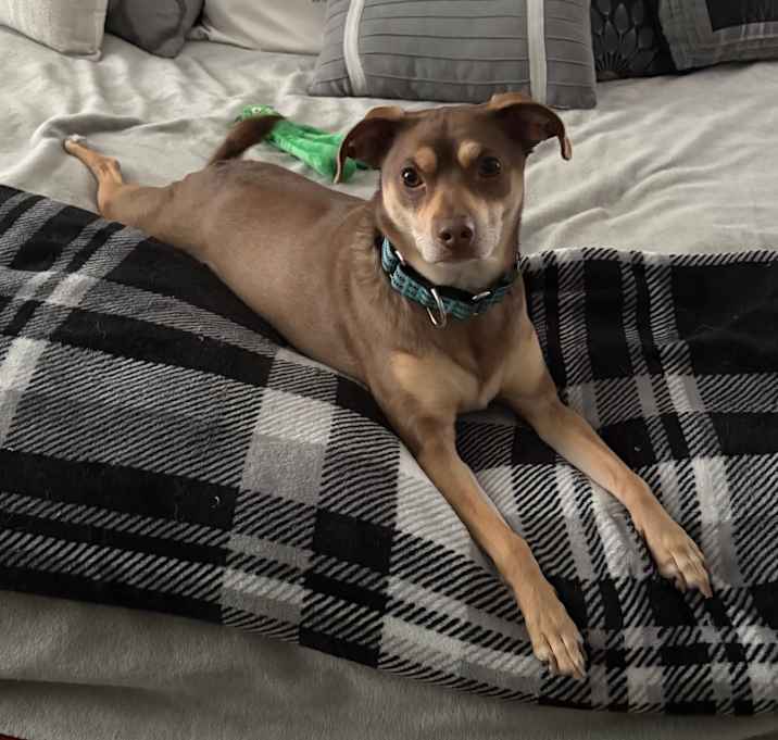 Photo of Copper