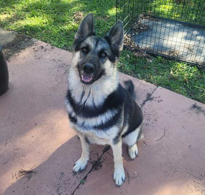 Photo of Luna