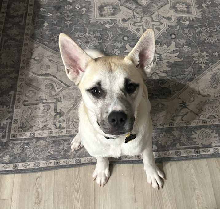 Photo of Koda