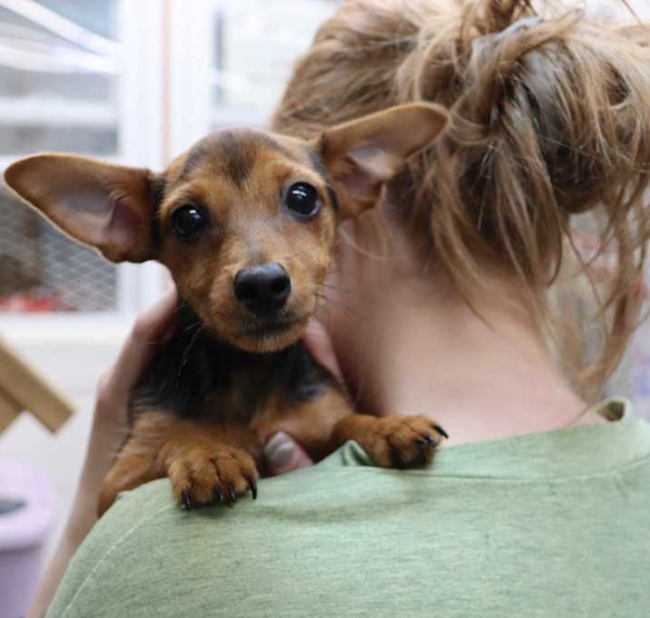 Photo of Peanut
