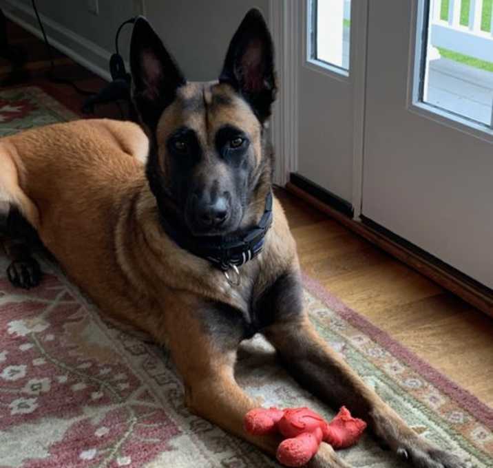 Photo of Jake - NC