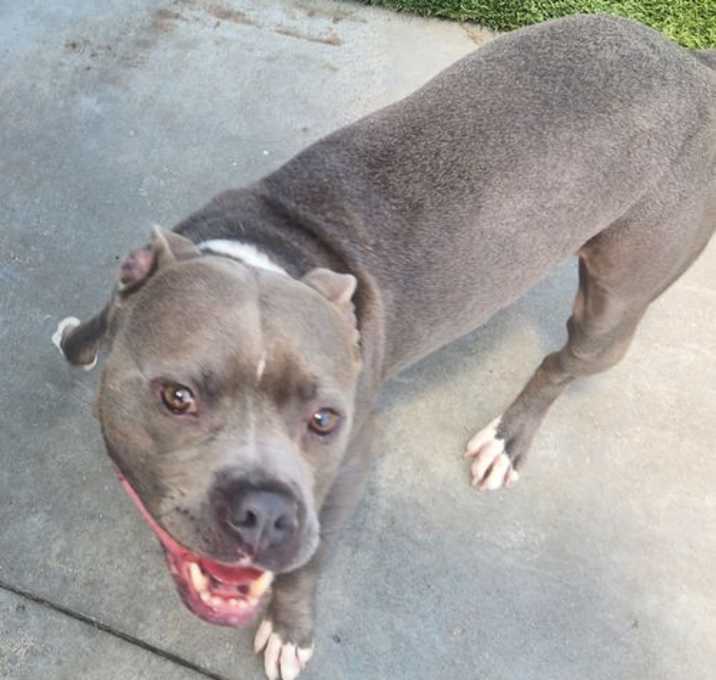 Photo of Hambone