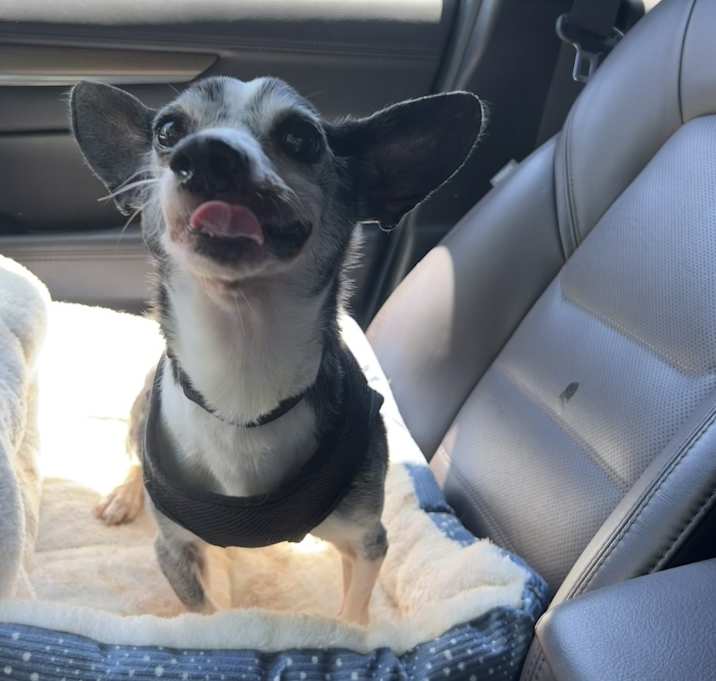 Photo of Cosmo