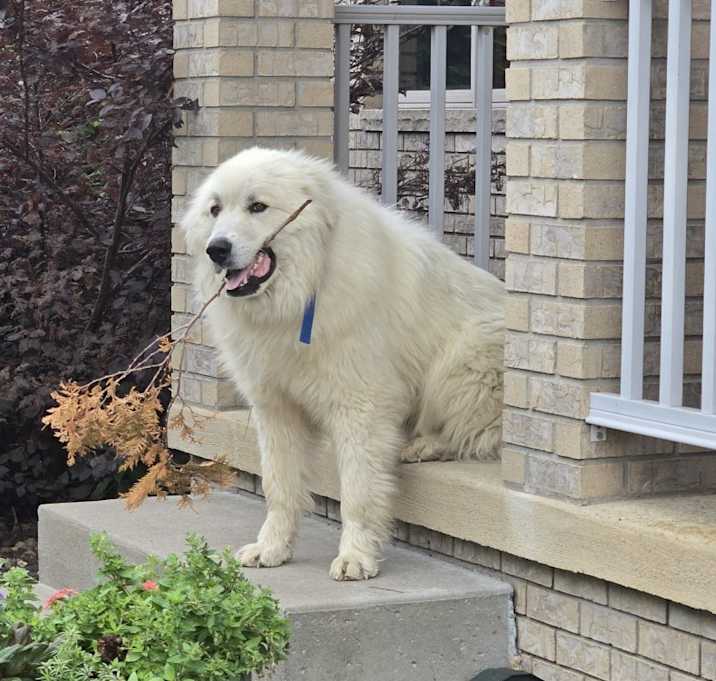 Photo of Jax