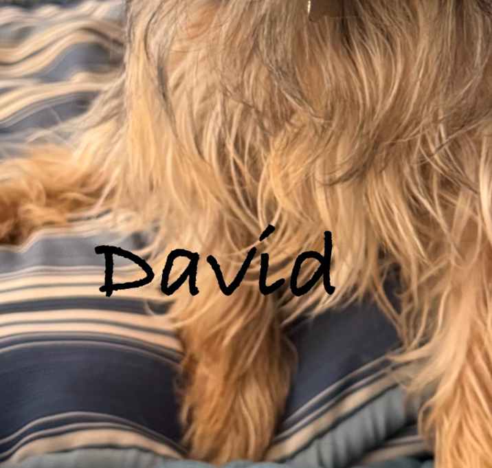 Photo of David