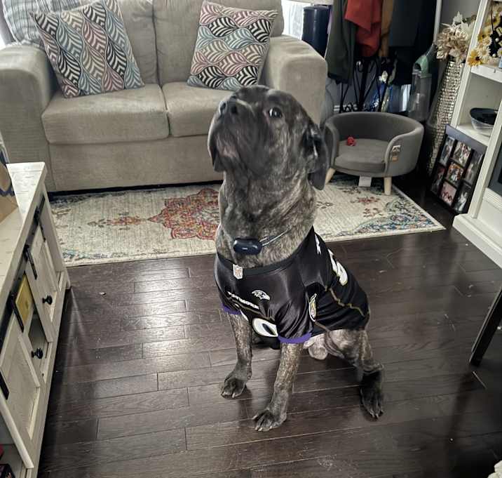 Photo of Ace