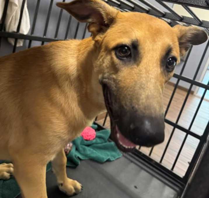 Photo of Scooby