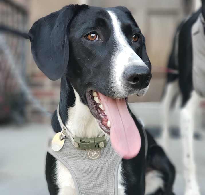 Photo of Artemis