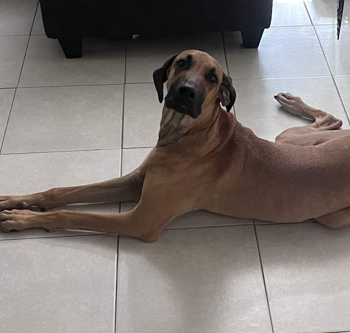 Photo of Chopper