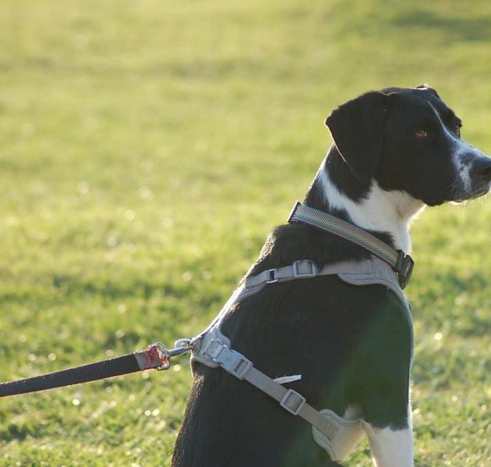 Photo of Athena
