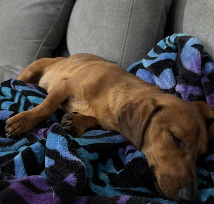 Photo of Meatball