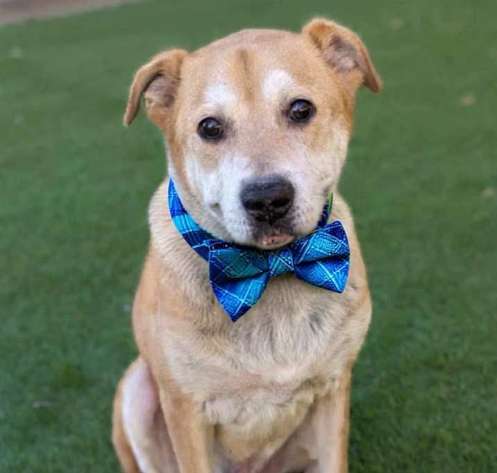 Photo of Ranger