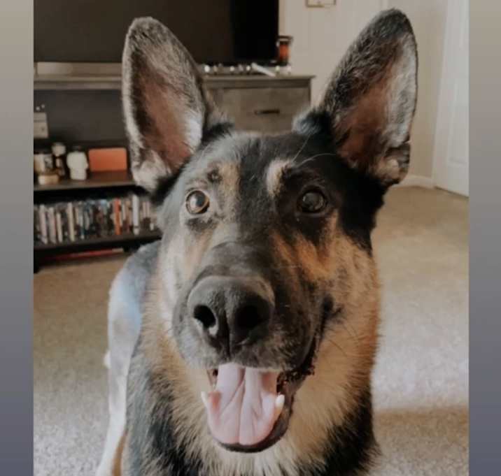 Photo of Solo