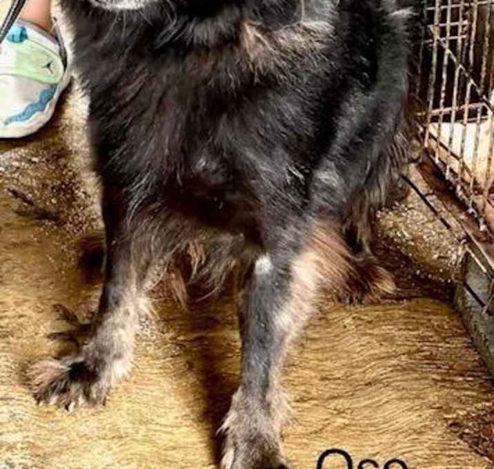Photo of Oso