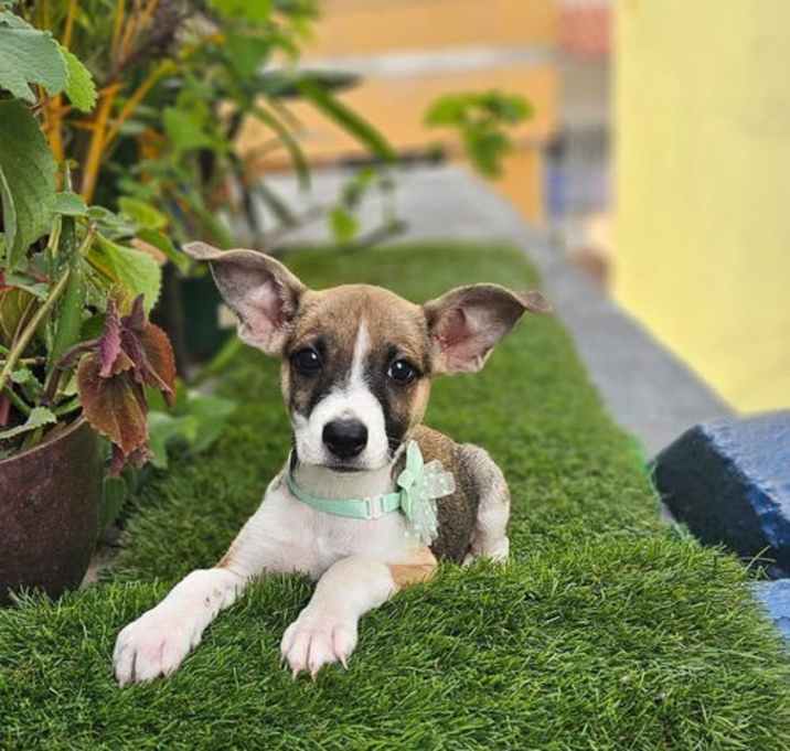 Photo of Gia