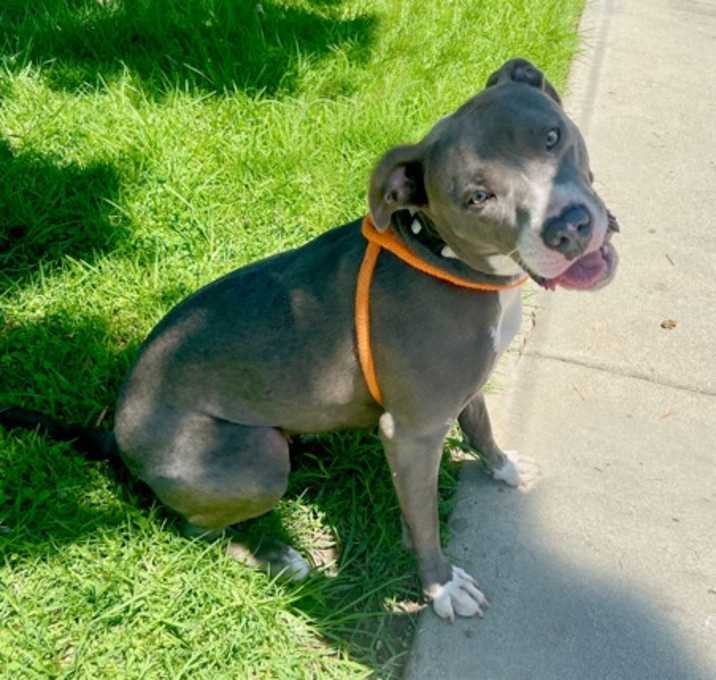 Photo of Dodger