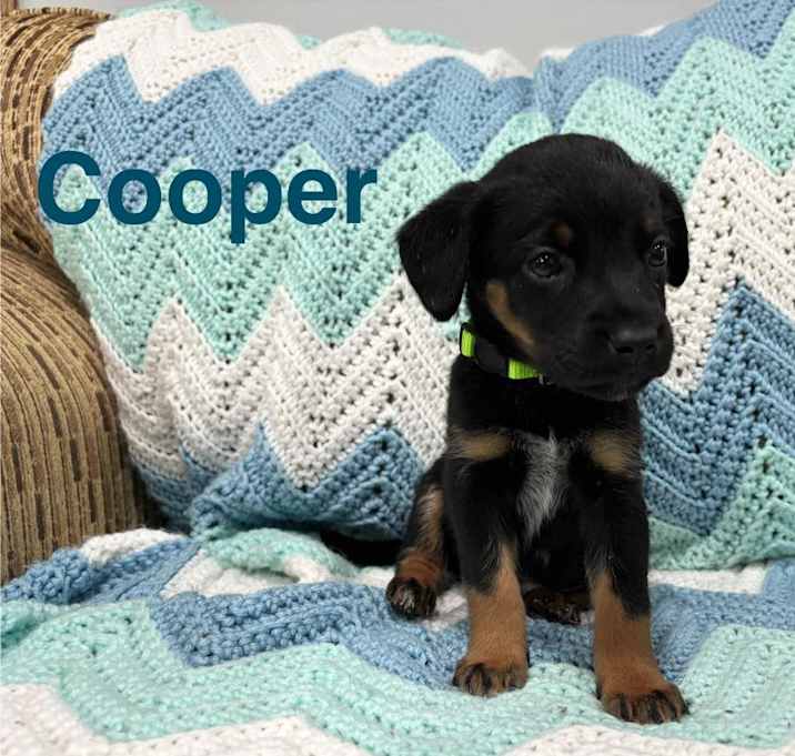 Photo of Cooper
