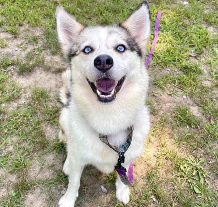 Photo of DIXIE