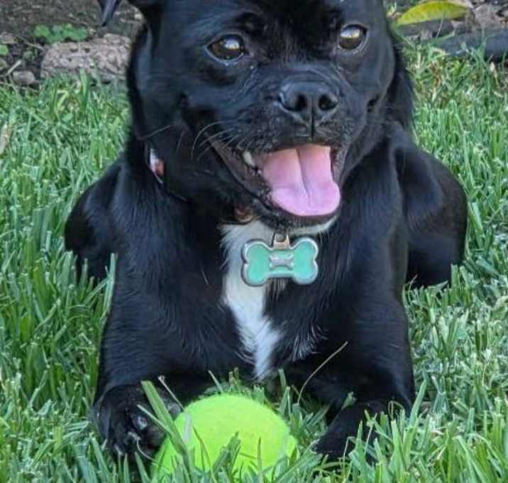 Photo of Suki - Foster or Adopt Me!