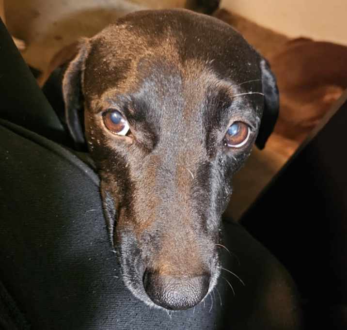 Photo of Koko AKA lovebug RE