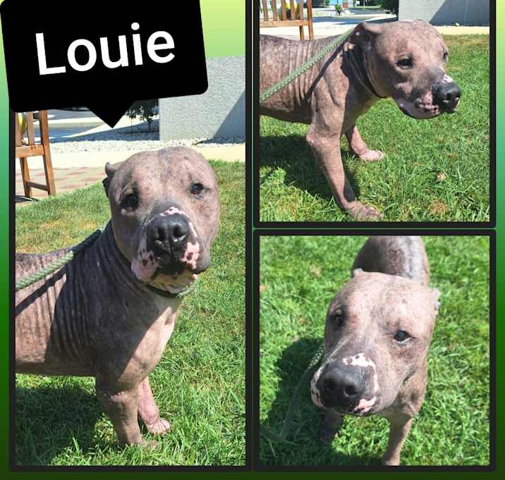 Photo of Louie