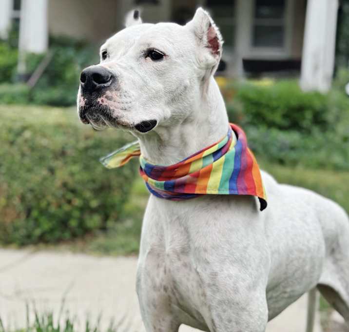 Photo of Lady
