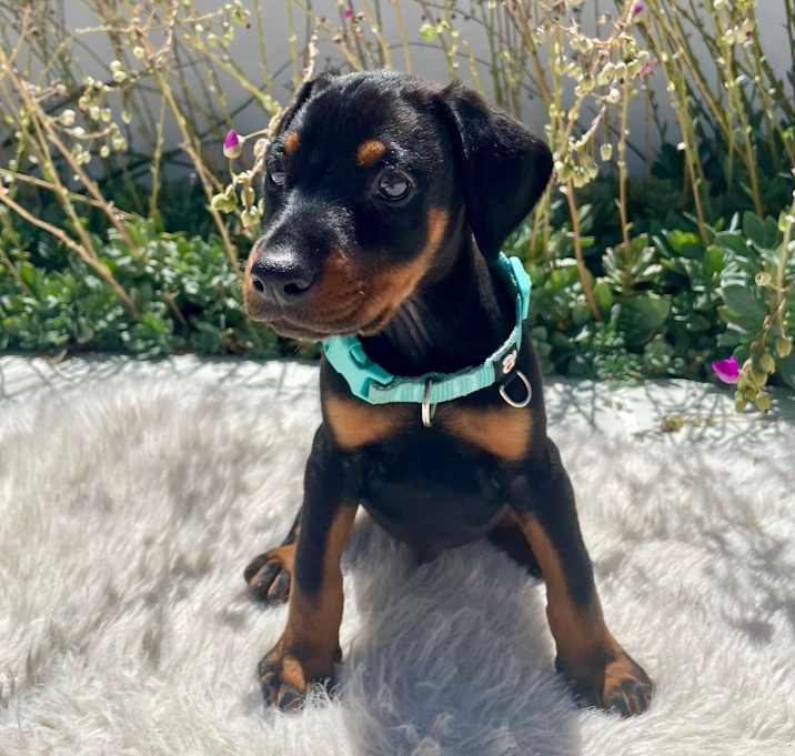 Photo of Jelly Belly