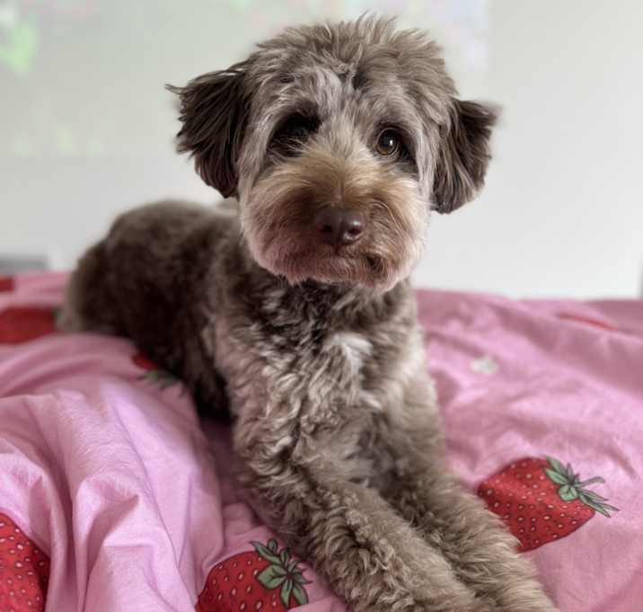 Photo of Sebi