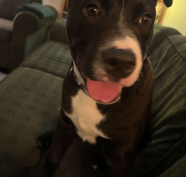 Photo of Lucky