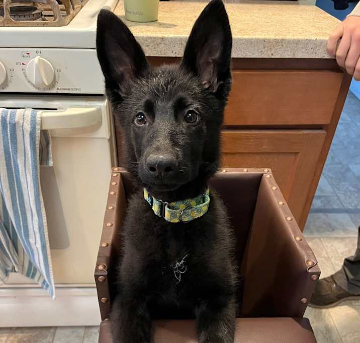 Photo of Zuri
